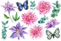 Set of flowers, clematis, peony, eucalyptus, dahlia and butterfly. Watercolor floral illustration