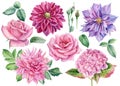Set of flowers dahlia, rose, clematis, hydrangea, watercolor botanical illustration Royalty Free Stock Photo
