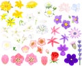Set of flowers of different colors