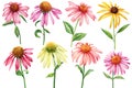 Set Flowers, echinacea on a white background. Watercolor botanical illustration Royalty Free Stock Photo