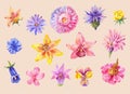 Set of flowers head in watercolor. Hand drawn painting, isolated