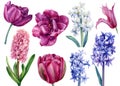 Set flowers hyacinths, clematis, tulips on a white background, watercolor illustration, botanical painting Royalty Free Stock Photo
