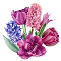 Bouquet flowers hyacinths, clematis, tulips on a white background, watercolor illustration, botanical painting Royalty Free Stock Photo