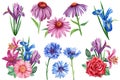 Set flowers iris, rose, echinacea, lily and cornflowers. Watercolor botanical illustration, floral elements for design