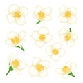 Set of flowers jasmine cartoon watercolour style isolated on white background. Hand-draw branch flowers. Design element for