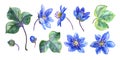 Set of flowers, leaves and buds of a spring flower liverwort Hepatica