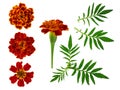 Set of flowers and leaves of orange marigolds isolated on a white background, clipart