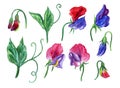 Set of flowers and leaves of sweet pea, watercolor Royalty Free Stock Photo