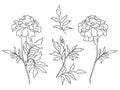 Set of flowers marigolds, branch with blooming marigolds with leaves, bud and leaf. Vector illustration. Linear hand Royalty Free Stock Photo