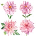 Set of flowers, pink dahlia, isolated white background, watercolor illustration Royalty Free Stock Photo
