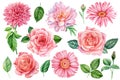 Set of flowers, pink dahlia, roes, gerbera isolated white background, watercolor illustration Royalty Free Stock Photo