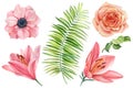 Set of flowers, pink lilies, anemones, roses, palm leaf on a white background. Watercolor drawing