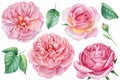 Set flowers. Pink roses on an isolated white background, watercolor botanical illustration Royalty Free Stock Photo