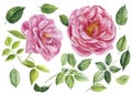 Set of flowers of pink roses and leaves, floral elements drawn on an isolated white background, watercolor hand drawing Royalty Free Stock Photo