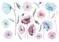 Set of flowers poppies pink, blue, burgundy with buds, green petals and stems. Watercolor
