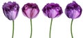 Set flowers  purple  tulip.s . Flowers isolated on a white background. No shadows with clipping path. Fringed tulips.  Close-up. Royalty Free Stock Photo