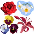 Set of flowers, red rose, narcissus, three pansies, and pink lily