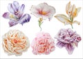 Set with flowers. Rose. Alstroemeria. Pansies. Peony. Lilia. Watercolor illustration. Royalty Free Stock Photo