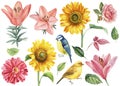 Set of flowers rose, dahlia, sunflowers, lily and birds titmouse, canary, white background, watercolor illustration Royalty Free Stock Photo