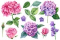 Set of flowers. Rose, hydrangea, bluebell and leaves, watercolor botanical illustration Royalty Free Stock Photo