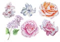 Set with flowers. Rose. lilac. Blossom. Watercolor illustration. Royalty Free Stock Photo