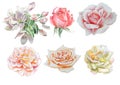 Set with flowers. Rose. Peony. Blossom, Watercolor illustration. Royalty Free Stock Photo