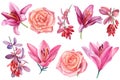 Set of flowers roses, lilies, barberry berries on a white background. Watercolor botanical illustration.