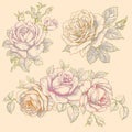 Set of Flowers. Roses. Multicolor Drawing. Royalty Free Stock Photo