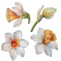 Set of watercolor flowers narcissus. Watercolor illustration. Royalty Free Stock Photo