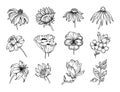 Set of flowers sketches. Trendy hand drawn botanical elements, line flowers, plants, blossoms. Elegant wildflowers for Royalty Free Stock Photo