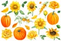 Set of flowers sunflowers, autumn leaves and pumpkins, sea buckthorn berries, white background, watercolor illustration Royalty Free Stock Photo