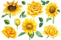 Set of flowers sunflowers and yellow roses, leaves on a white background, watercolor illustration Royalty Free Stock Photo