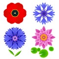 Set of flowers tulip, lotus, cornflower isolated over white