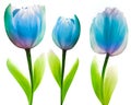 Set  flowers tulips on a white  isolated background with clipping path. Close-up. Flowers on the stem. Royalty Free Stock Photo