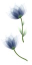 Set  flowers tulips on a white  isolated background with clipping path. Close-up. Flowers on the stem. Royalty Free Stock Photo