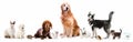 Set of fluffy pets Royalty Free Stock Photo