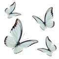 Set of flying beautiful buterflies with fully wing sweeping over