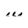Set of flying birds sign, Dark silhouettes isolated on white Royalty Free Stock Photo