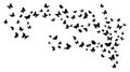 Set of flying black butterfly silhouettes. Vector