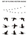 Set of flying ducks