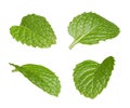 Set of flying fresh mint leaves isolated