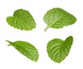 Set of flying fresh mint leaves isolated Royalty Free Stock Photo