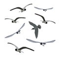 Set of flying seagulls isolated on white. Royalty Free Stock Photo