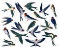 Set of flying swallows. Flock of martlet birds cartoon vector illustration Royalty Free Stock Photo