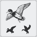 Set of flying wild ducks. Royalty Free Stock Photo