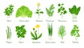 Set of food green grasses herbs and plants, realistic vector illustration