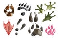 Set of footprints and paws of wild and domestic animals.