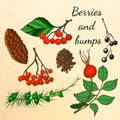 Set of forest berries and bumps in autumn style