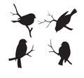 Set of forest bird sitting on twig silhouette. Collection of decorative bird icon.