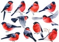 Set of forest birds, watercolor bullfinches on a white background, drawing winter bird Royalty Free Stock Photo